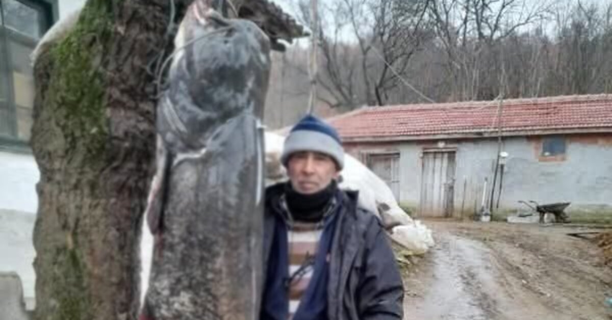 Meriç Nehri’nde 2.5 metre boyunda ‘yayın balığı’ yakaladı