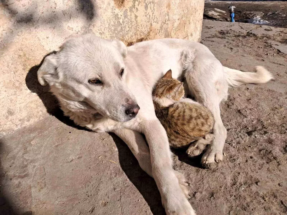 Kars’ta Kedi ve Köpekten Dostluk Görüntüleri